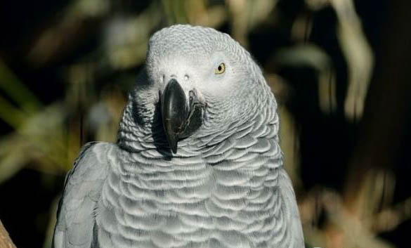 鸚鵡可以曬太陽嗎？