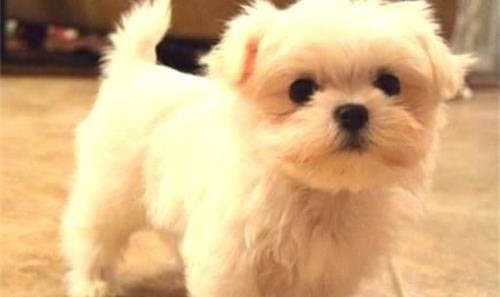馬爾濟斯犬干咳的原因及處理方法
