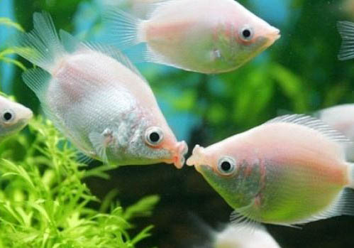 接吻魚可以和斑馬魚混養嗎