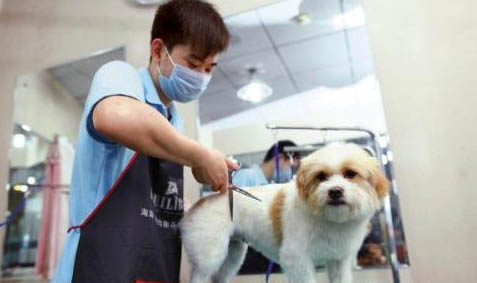狗狗細小病毒用藥用開水喝可以嗎