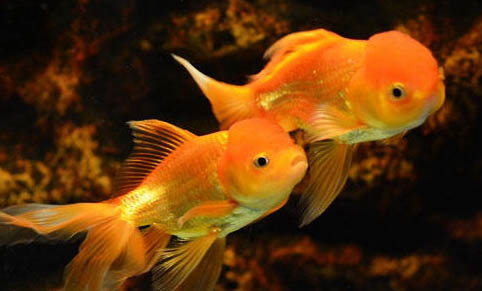 怎么防止金魚吃小魚
