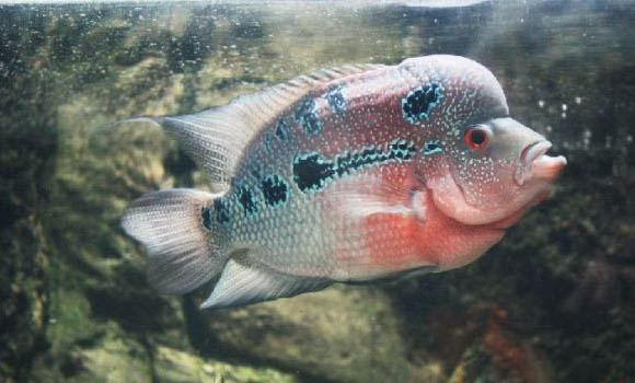 如何分辨羅漢魚(yú)公母