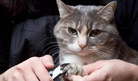 貓咪流眼淚了