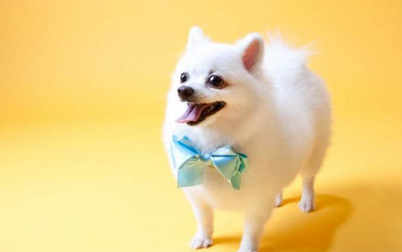 幼犬到幾個(gè)月可以不用喝羊奶