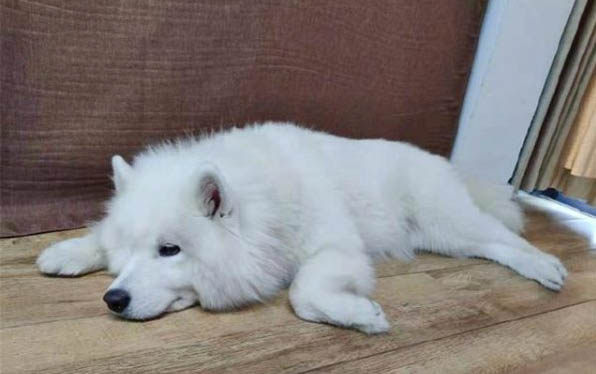 小狗發燒怎么辦在家