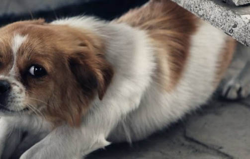 狗狗犬瘟抽搐持續多久