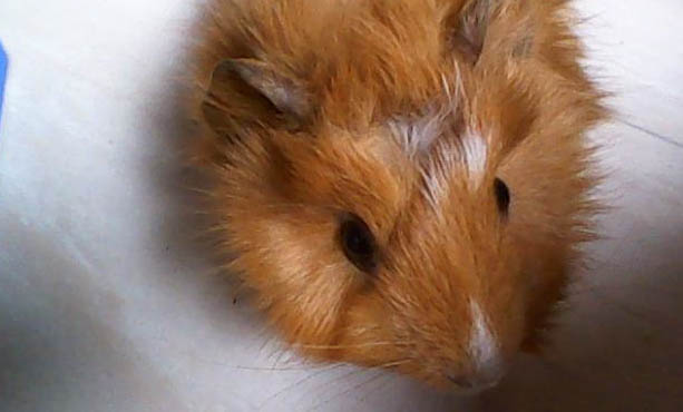 荷蘭豬咬人用打疫苗嗎