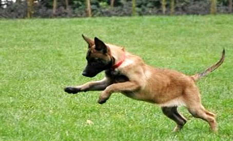 馬里努阿犬流眼淚眼屎多的原因及處理方法