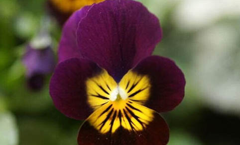 黃色蝴蝶魚的喂食要點