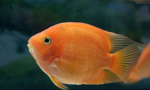 斑馬魚常見(jiàn)疾病有哪些
