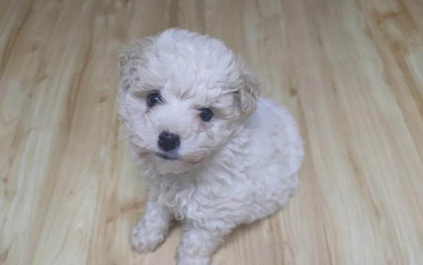 博美犬和比熊犬哪個好養