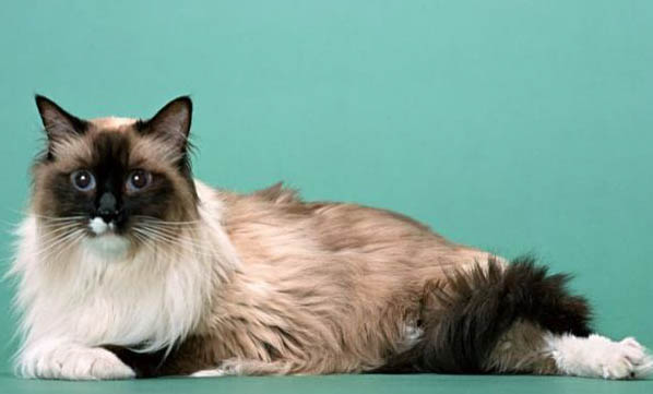 晚上睡覺發現貓吸人氣