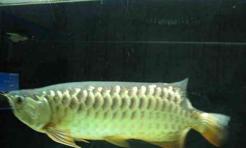 金龍魚和羅漢魚可以混養嗎