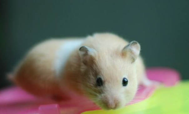 寵物鼠有哪些種類