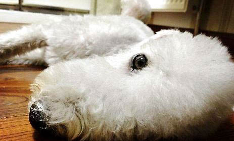 狗狗拉肚子還嘔吐怎么辦