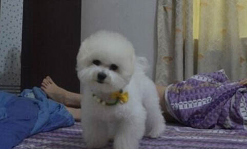 比熊犬淚痕的產生原因及處理方法