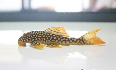 清道夫能清理魚缸嗎?