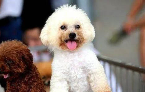 貴婦犬的壽命有多長？