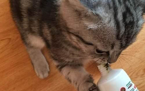貓杯狀病毒口炎怎么治療