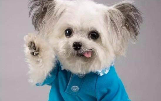 狗懷孕變瘦