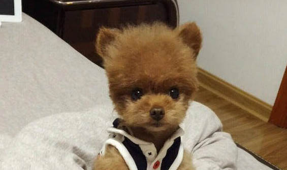 狗能吃雞蛋么