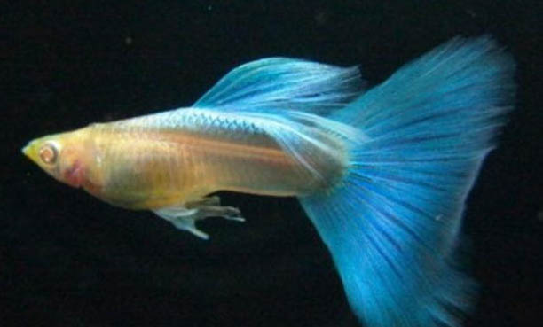孔雀魚注意事項