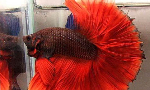 怎樣避免魚缸交叉感染