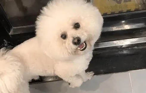 比熊犬狗糧哪個牌子好