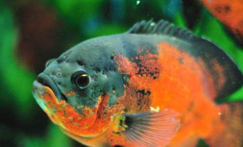 接吻魚會咬其他魚嗎