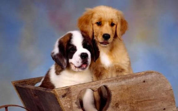 高加索犬喜歡什么