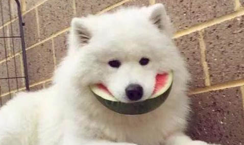 狗狗拉稀的現象和原因及處理方法
