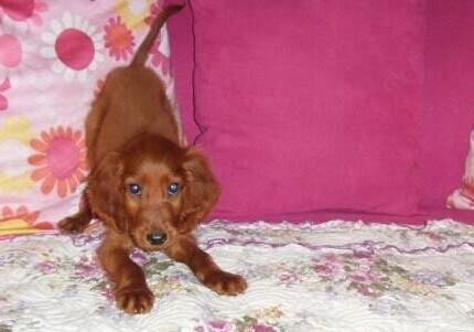 哥頓雪達犬的壽命是多少