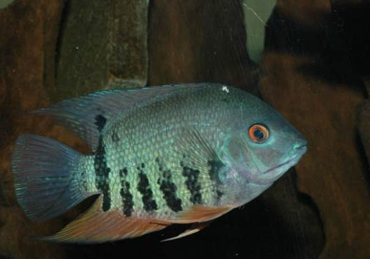 觀賞魚拒食的原因及處理方法