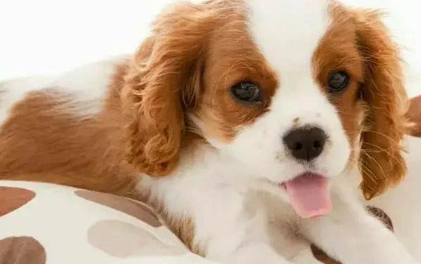 狗狗吃荔枝核會有事嗎?