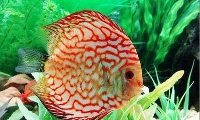 冬季釣青魚用什么小藥最好