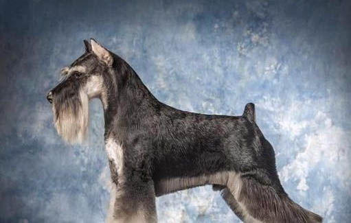 怎么挑選雪納瑞幼犬