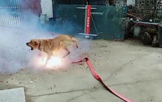 犬瘟狗的尿很黃是排毒嗎?