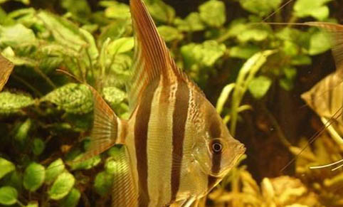 熱帶魚糧什么牌子的好