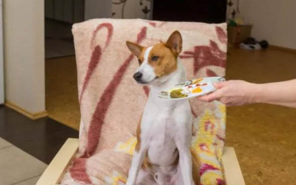 狗狗多久剪一次指甲?