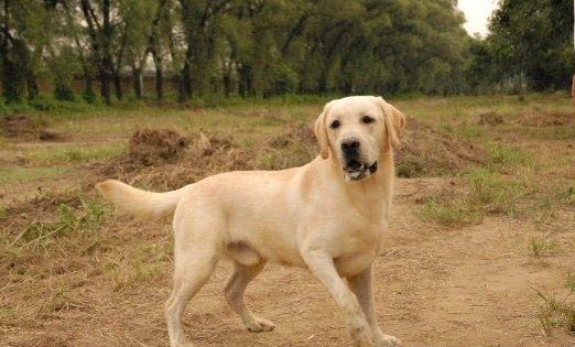 美國(guó)短毛貓一只便宜多少錢