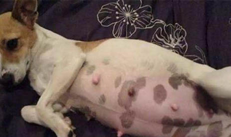 如何判斷母犬懷孕了