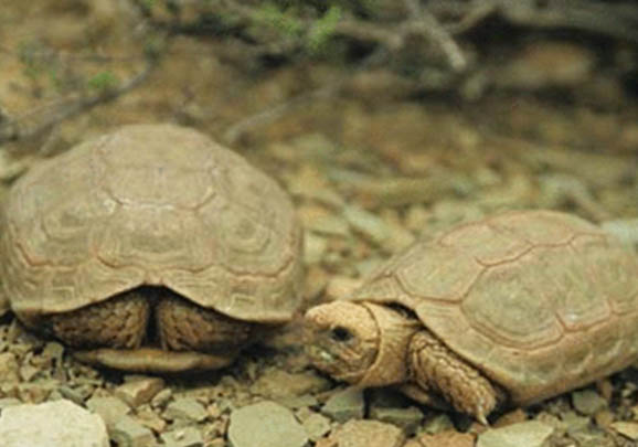 陸龜流鼻涕的原因分析及處理方法