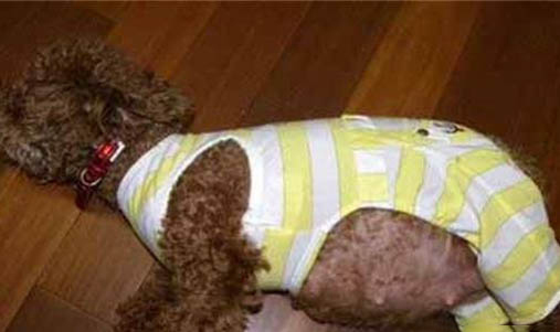 母犬產(chǎn)后多久驅(qū)蟲比較好