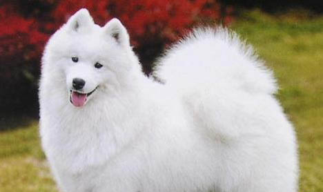 薩摩耶犬的常見疾病有哪些？