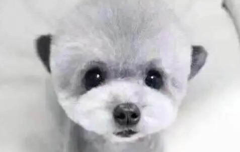泰迪狗怎么才能養(yǎng)胖