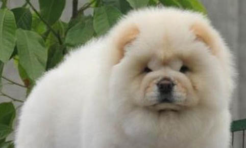 松獅犬拉稀帶血的原因及處理方法