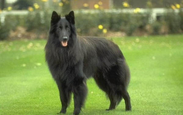 狼狗和藏獒哪個厲害 藏獒的克星