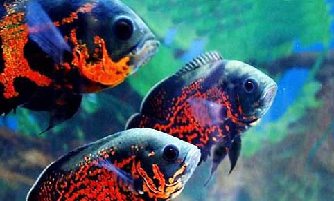 熱帶魚好不好養