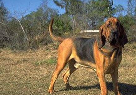 尋血獵犬眼睛紅血絲的原因及處理方法