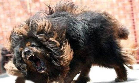護衛犬有哪些